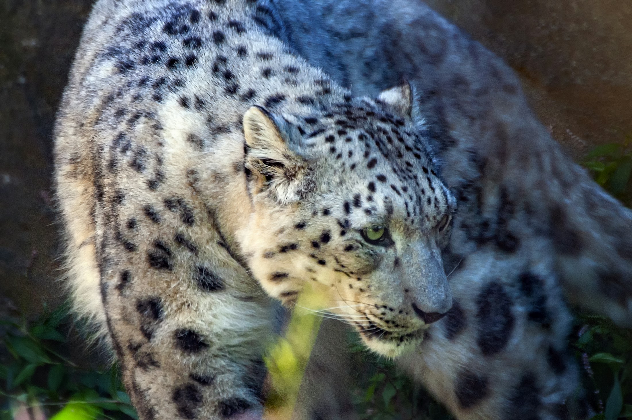 The snow leopard gives the brand character